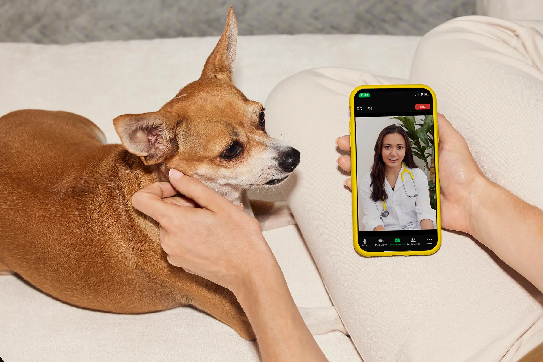 Expert Vet Care, Anytime, Anywhere